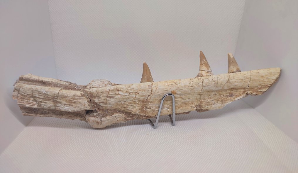 Fossiel fragment - Mandíbula de Mosassauro  (Zonder Minimumprijs) #1.0