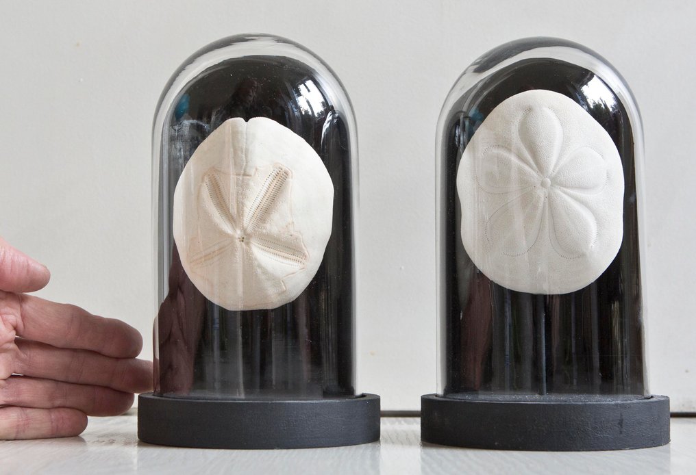 Riccio di Mare Allestimento tassidermico a corpo intero - Echinoidea sp. - 20 cm - 11.5 cm - 11.5 cm - Specie non CITES - 2 #1.0