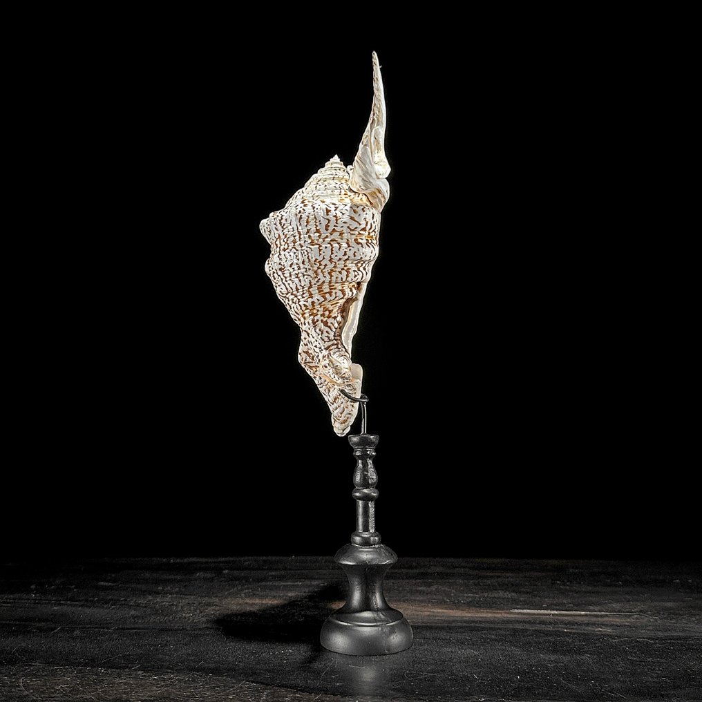 Stunning Set of 2 Seashells - Spider Conch Shell & Melo Amphora - Sea shell - Lambis Lambis + Melo Amphora (No Reserve Price) #4.3