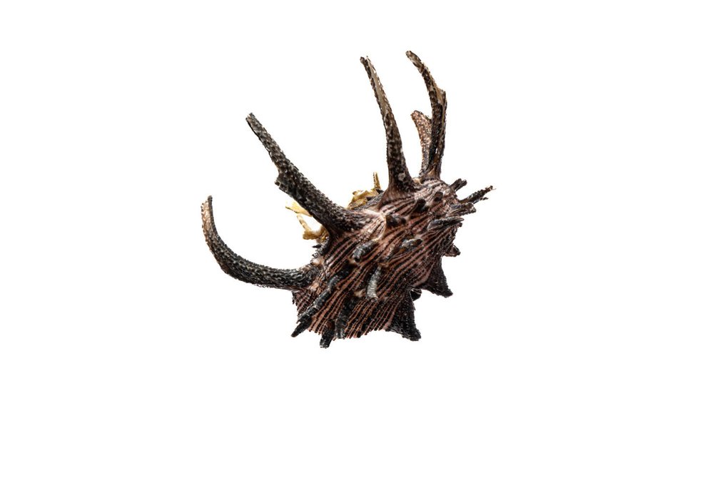 Dolphin shell §§§ oggetto da collezione top §§§ Scheletro - Angaria delphinus/melanacantha - 0 mm - 0 mm - 6.4 cm- Specie non CITES - (1) #1.0