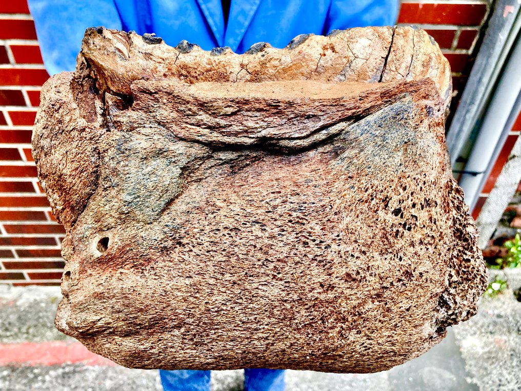 Mammal - Fossil skull - Mammuthus primigenius #1.0