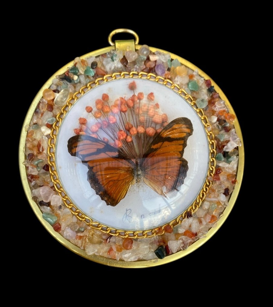 Sommerfugl Taksidermi fuld kropsmontering - Morpho Helenor - 14.5 cm - 14.5 cm - 2 cm - 5 #1.0