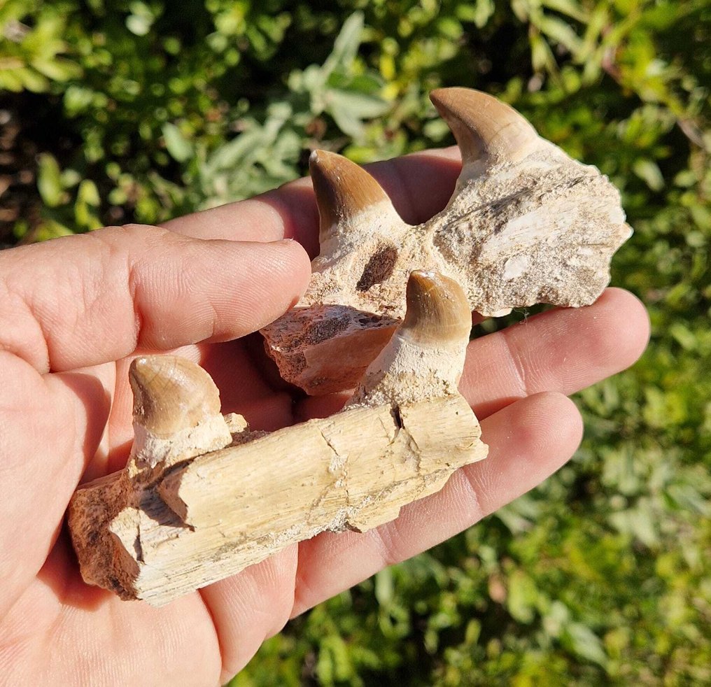 Θαλάσσιο ερπετό - Απολιθωμένα δόντια - Mosasaurus  (χωρίς τιμή ασφαλείας) #1.0