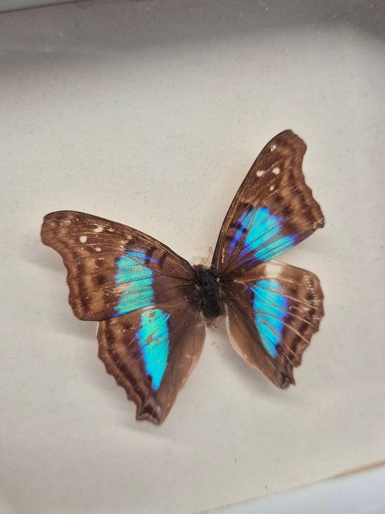 牆面裝飾 - 一套三只蝴蝶标本,装裱在玻璃后。 - 歐洲 #1.0