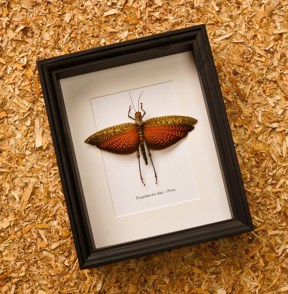 Grasshopper Eksponat taksydermiczny (całe ciało) - Tropidacris dux - 28.5 cm - 23.5 cm - 6 cm - Gatunki inne niż CITES #1.0