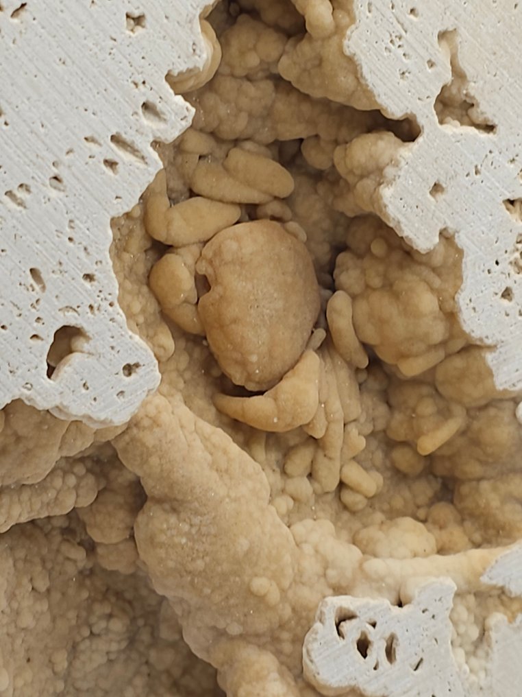 螃蟹 - 骨骼化石 - 120 mm - 130 mm  (没有保留价) #1.0