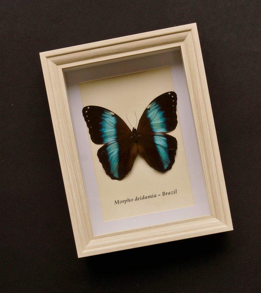Farfalla Allestimento tassidermico a corpo intero - Morpho deidamia - 20.5 cm - 15 cm - 4 cm #1.0