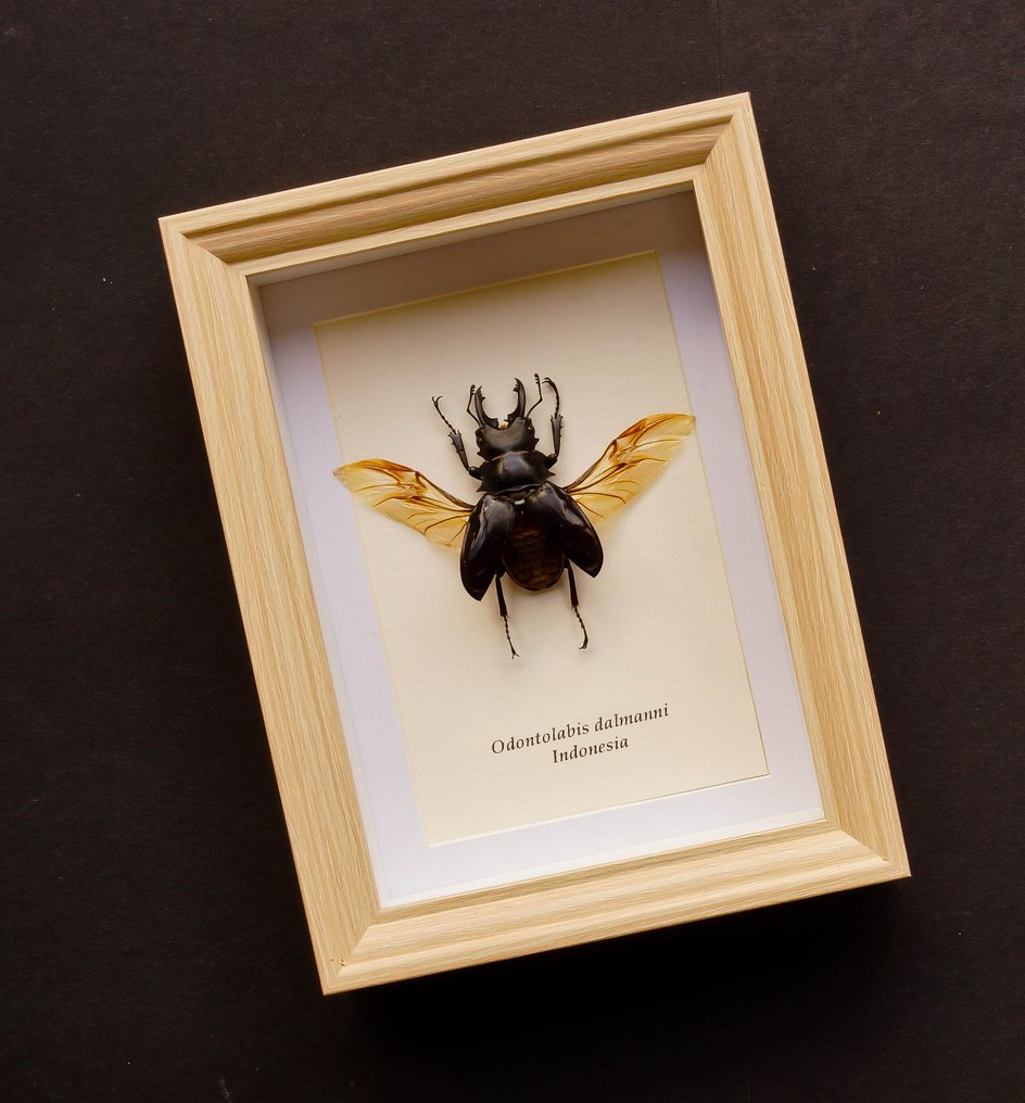 Rhinoceros Beetle Täytetyn eläimen koko kehon jalusta - Odontolabis dalmanni - 20.5 cm - 15.5 cm - 4 cm #1.0
