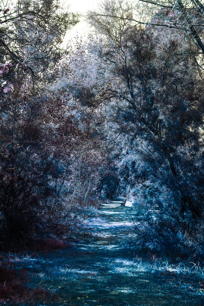 Viet Ha Tran - Blue forest #1.0