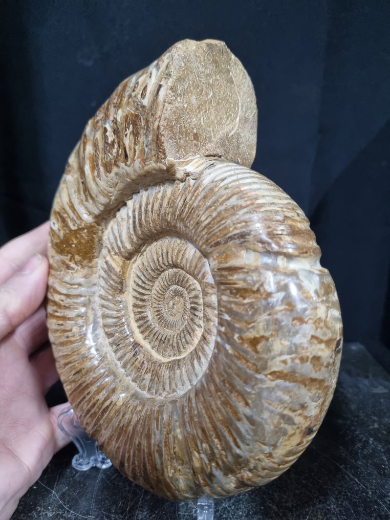 非常大的菊石 Perisphinctes - 高度: 180 mm - 闊度: 150 mm- 1534 g #4.3