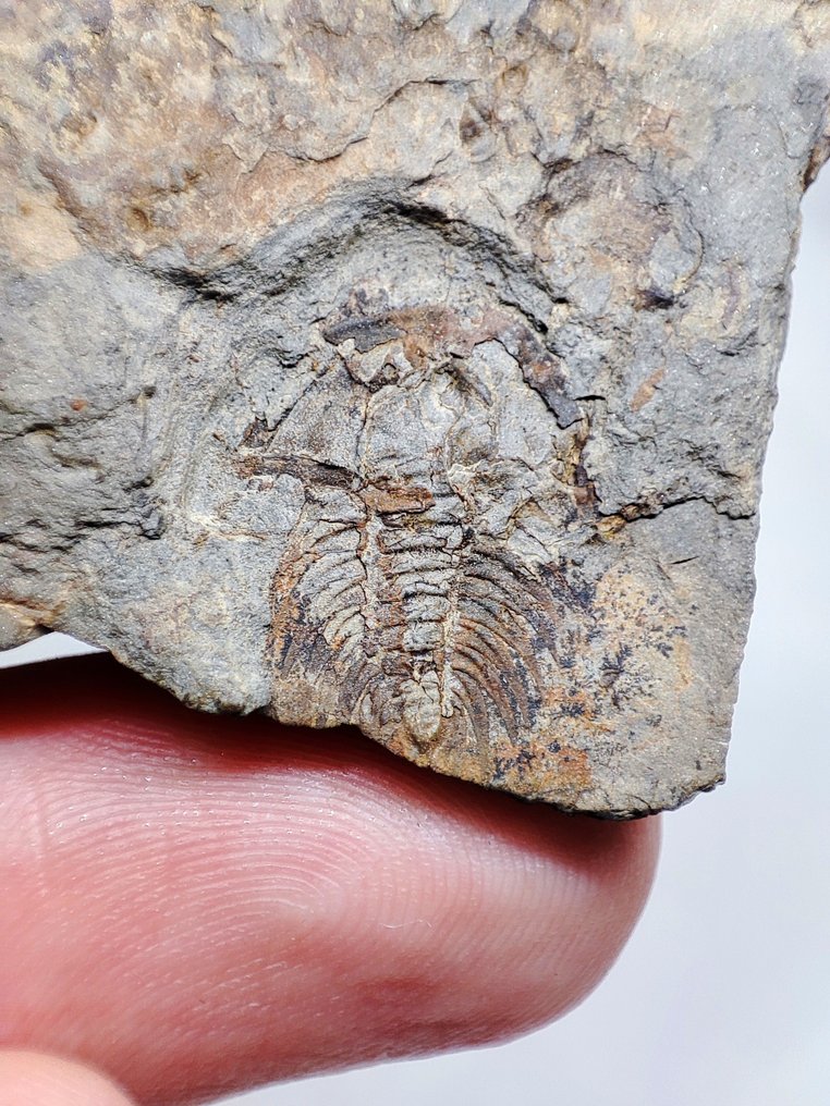 Fossilised animal - Raridade Trilobite Zacanthoides idahoense (No Reserve Price) #1.0