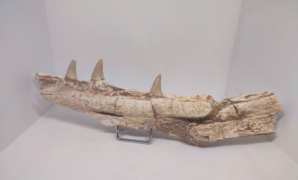 Fossiel fragment - Mandíbula de Mosassauro  (Zonder Minimumprijs) #1.0