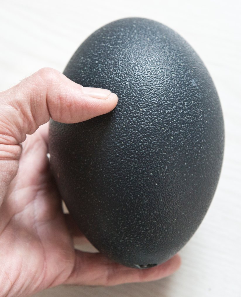 Emu Egg - Dromaius novaehollandiae - 15 cm - 0 cm - 0 cm- Non-CITES species - (2) #3.2
