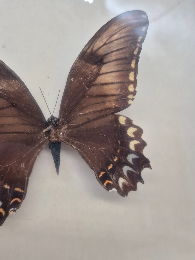 Decorațiune de perete - Set de patru preparate cu fluturi - înrămate în spatele sticlei - Europa #3.2