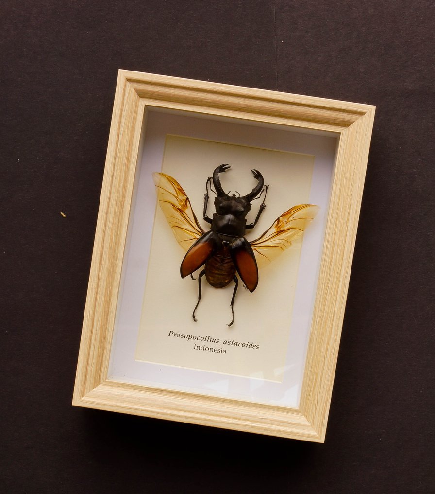 Kever Allestimento tassidermico a corpo intero - Prosopocoilius astacoides - 20.5 cm - 15.5 cm - 4 cm #2.1