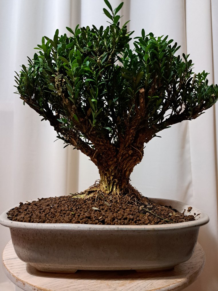 Buxus Harlandii bonsai in a bonsai pot. - Height (Tree): 22 cm - Depth (Tree): 24 cm - Japan #1.0