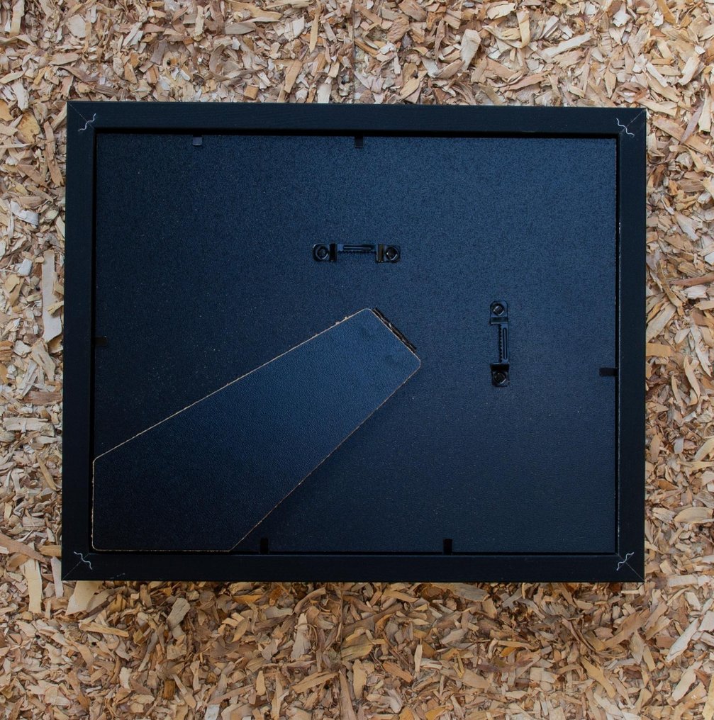 Pipistrello vesper dipinto - incorniciato Allestimento tassidermico a corpo intero - Hipposideros biocolor - 23.5 cm - 28.5 cm - 6 cm - Specie non CITES #3.2