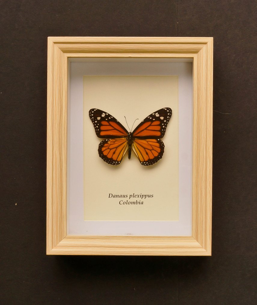 Fluture Taxidermie montură corp întreg - Danaus plexippus - 20.5 cm - 15.5 cm - 4 cm - Speciile Non-CITES #1.0
