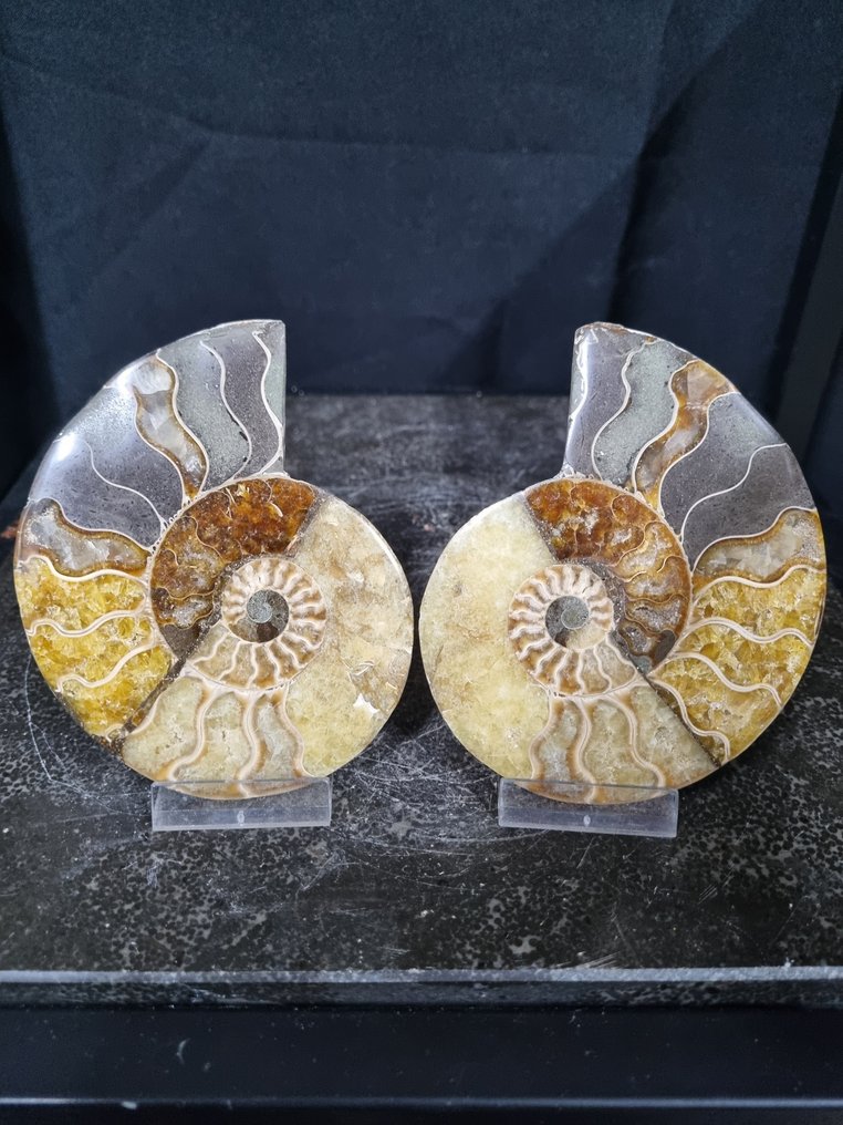 Beautiful large Ammonites - Fossilised animal - Aioloceras (Cleoniceras) sp - 112 mm - 95 mm (No Reserve Price) #1.0