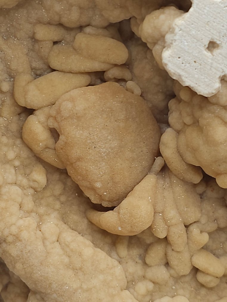 螃蟹 - 骨骼化石 - 120 mm - 130 mm  (没有保留价) #3.2