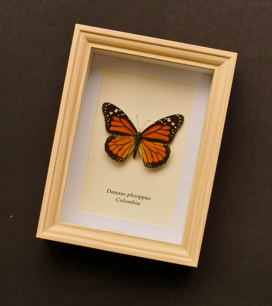 Fluture Taxidermie montură corp întreg - Danaus plexippus - 20.5 cm - 15.5 cm - 4 cm - Speciile Non-CITES #2.1