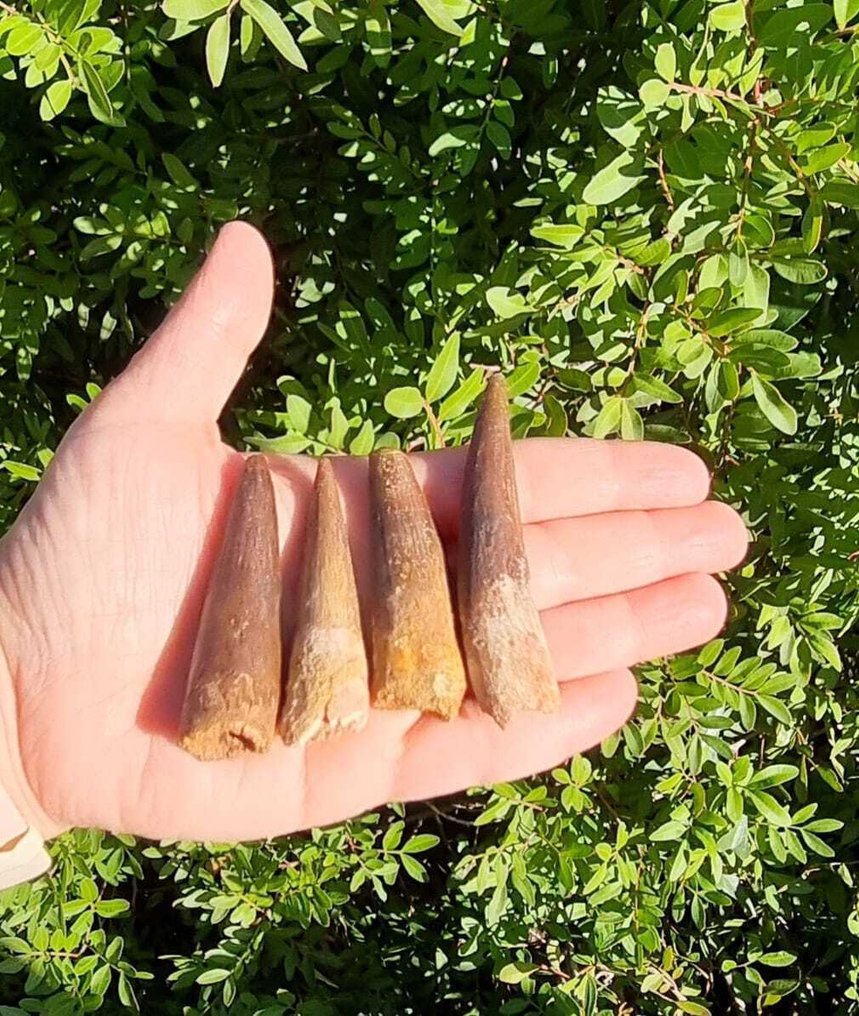 Dinosaur - Fossil teeth - Spinosaurus aegyptiacus - 6 cm (No Reserve Price) #2.1