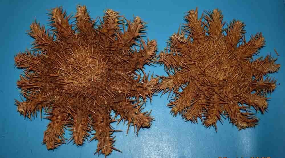 Conch Sea shell - Acanthaster planci  (No Reserve Price) #1.0