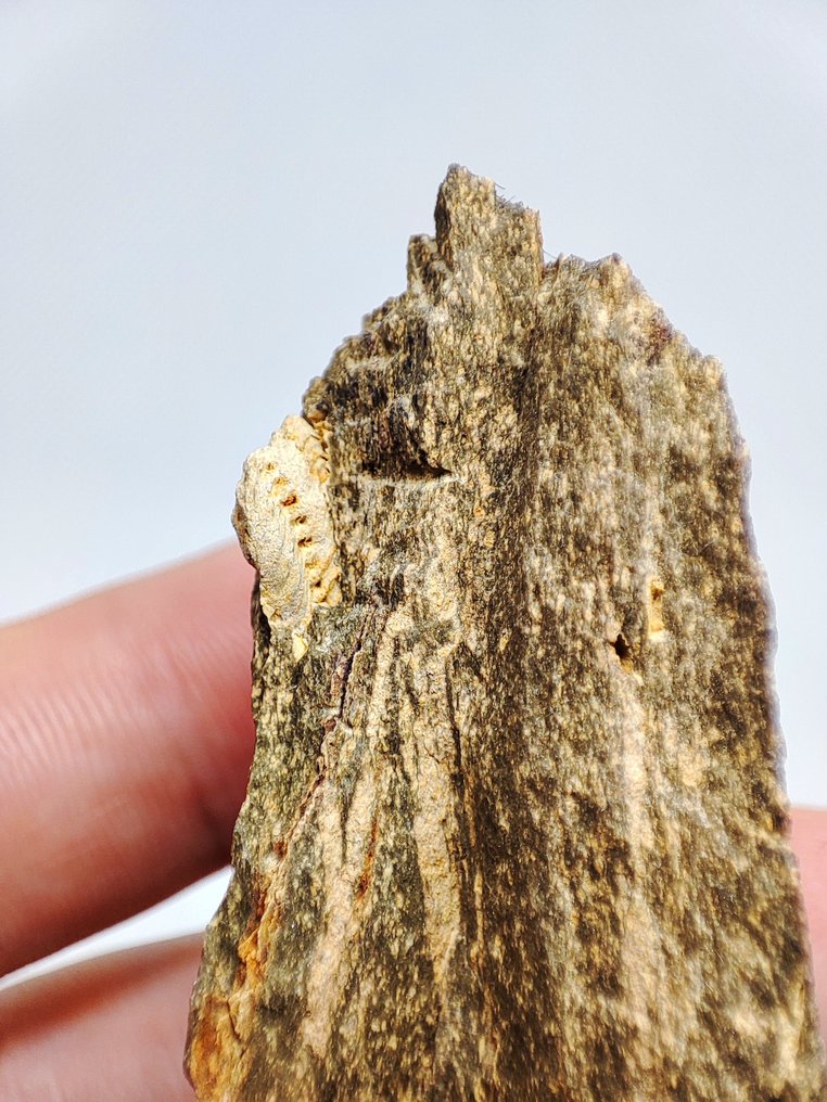 Fossiliserat djur - Super rara trilobite Placoparia zippei (Alemanha) (Utan reservationspris) #1.0