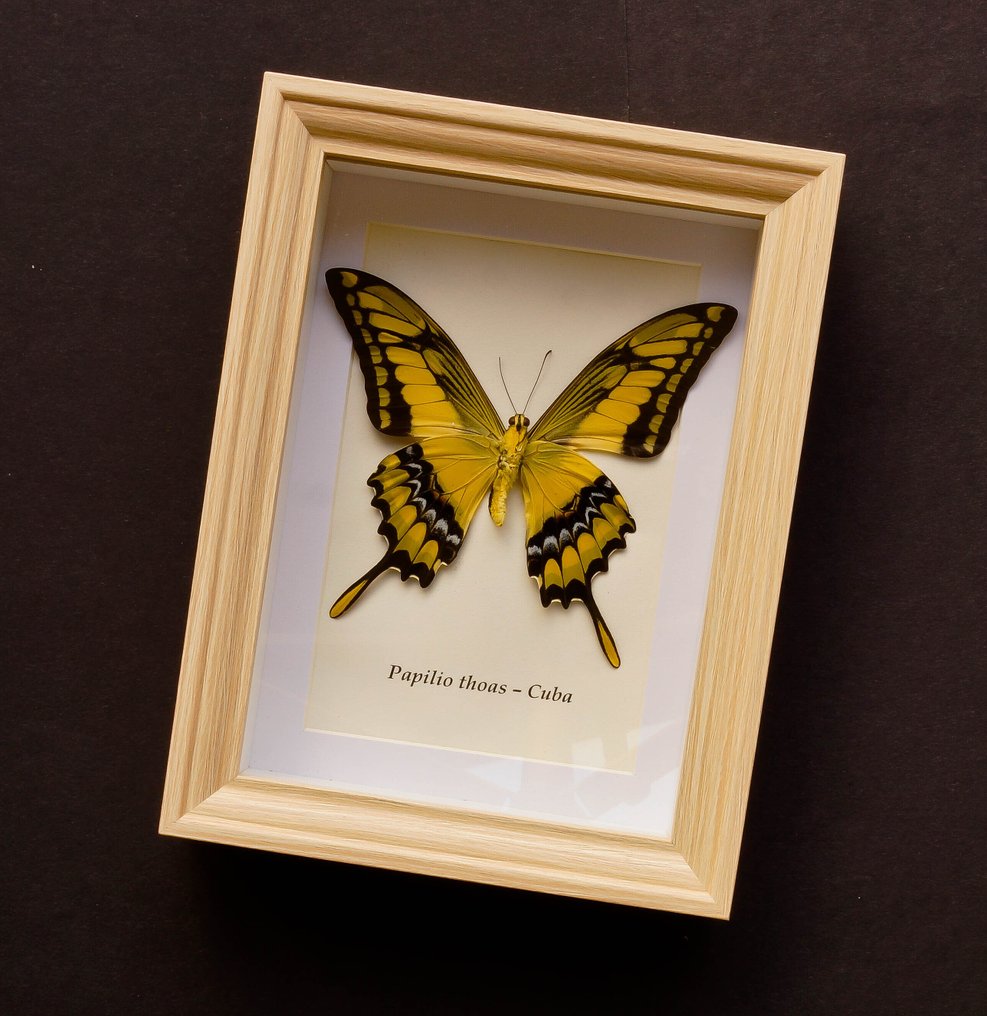 Πεταλούδα Βάση ταρίχευσης ολόκληρου σώματος - Papilio thoas - 20.5 cm - 15.5 cm - 4 cm - Είδη που δεν ανήκουν στο CITES #2.1