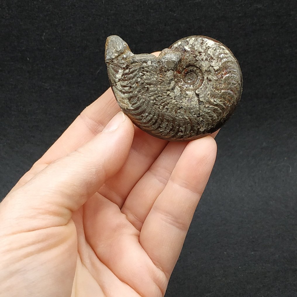 Πυριτωμένο Αμμόνη - Απολιθωμένο ζώο - Harpoceras subplanatum  (χωρίς τιμή ασφαλείας) #2.1