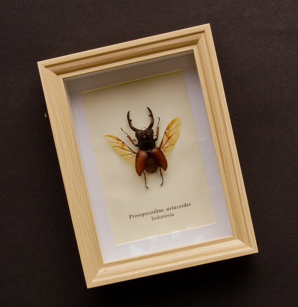 Kever Βάση ταρίχευσης ολόκληρου σώματος - Prosopocoilius astacoides - 20.5 cm - 15.5 cm - 4 cm #1.0