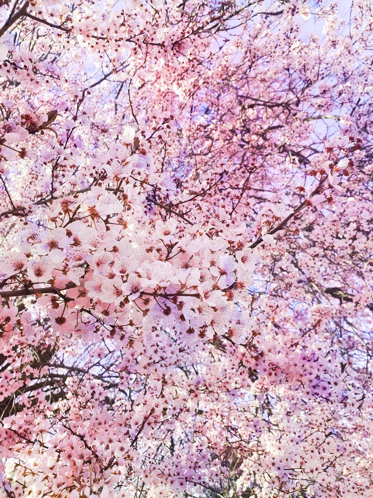 Viet Ha Tran - Seasons in the sun II #1.0