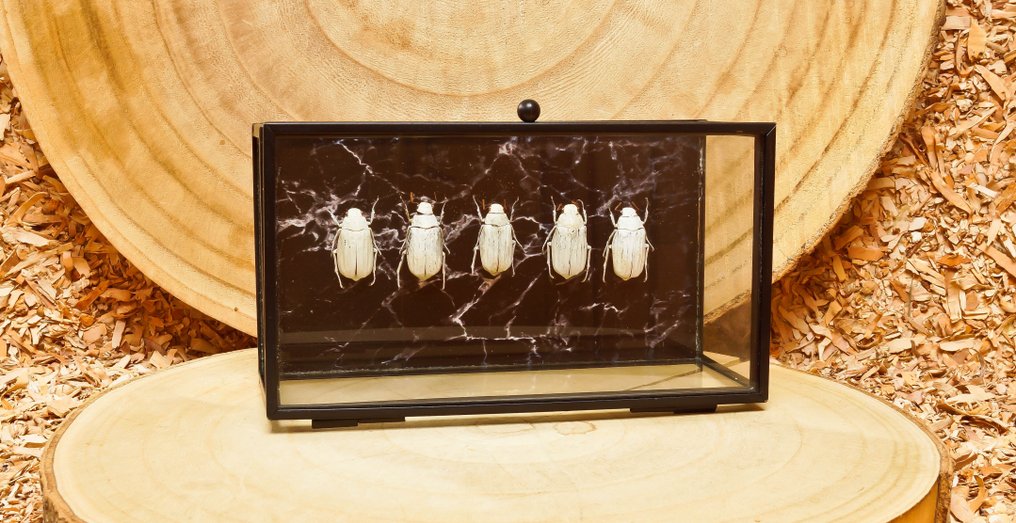 kever Support de corps entier pour taxidermie - Lepidiata stigma - 10.5 cm - 18 cm - 6 cm - Espèces non-CITES #1.0