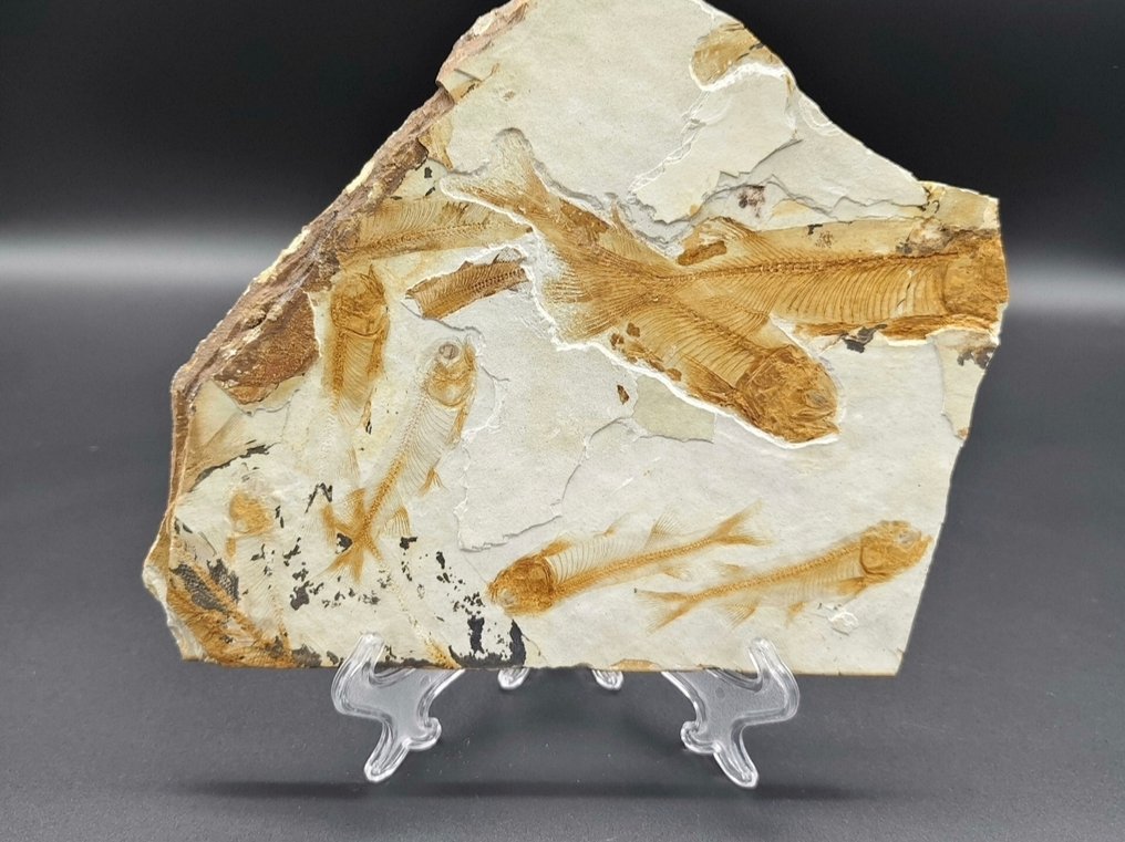 Gefossiliseerd dier - Lycoptera - 19.5 cm - 17 cm #3.2