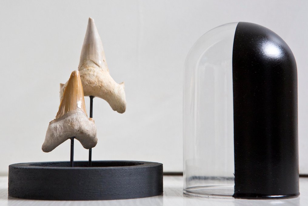 Fossil tooth Taxidermy full body mount - Otudus obliquus - 14 cm - 11 cm - 11 cm - Non-CITES species #1.0