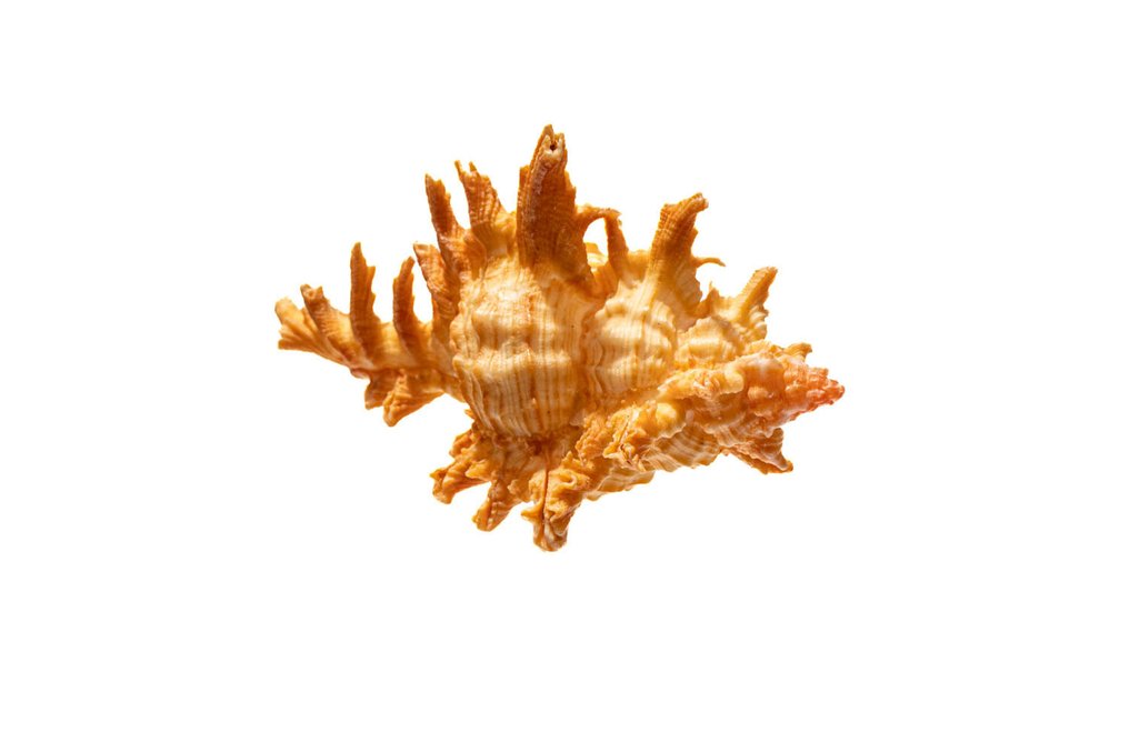 Spiny murex arancione perfetto pezzo Scheletro - Chicoreus aculeatus - 0 mm - 0 mm - 10.1 cm- Specie non CITES -  (1) #2.1