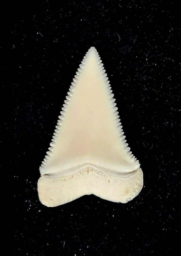 Vithaj Taxidermi - helmontering - Carcharodon carcharias - 31 mm - 21 mm - 0 mm - 1 #1.0