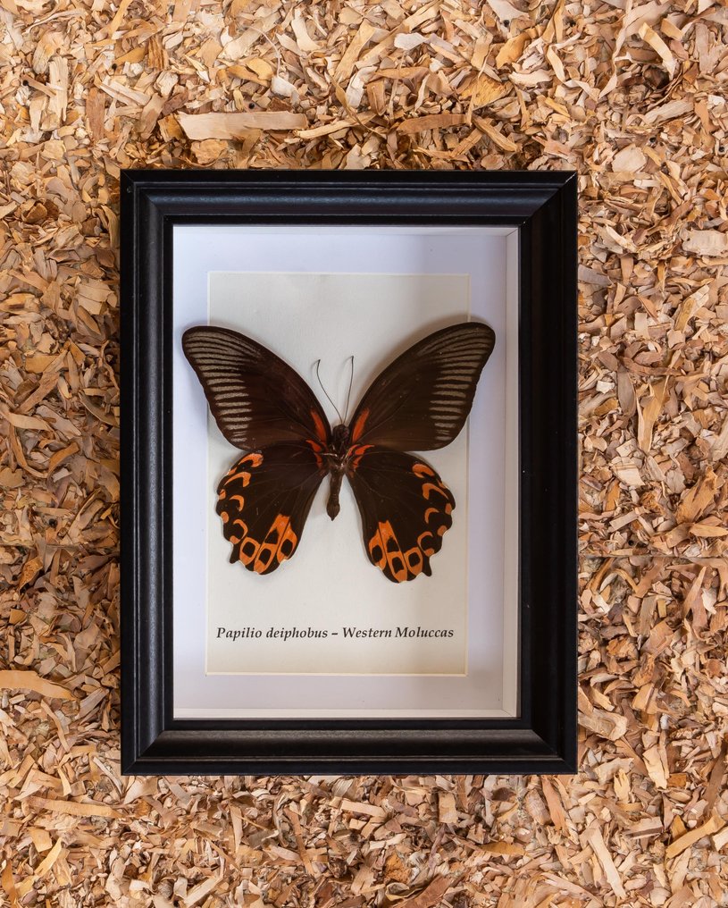蝴蝶 动物标本剥制全身支架 - Papilio deiphobus - 20.5 cm - 15.5 cm - 4 cm - 非《濒危物种公约》物种 #1.0