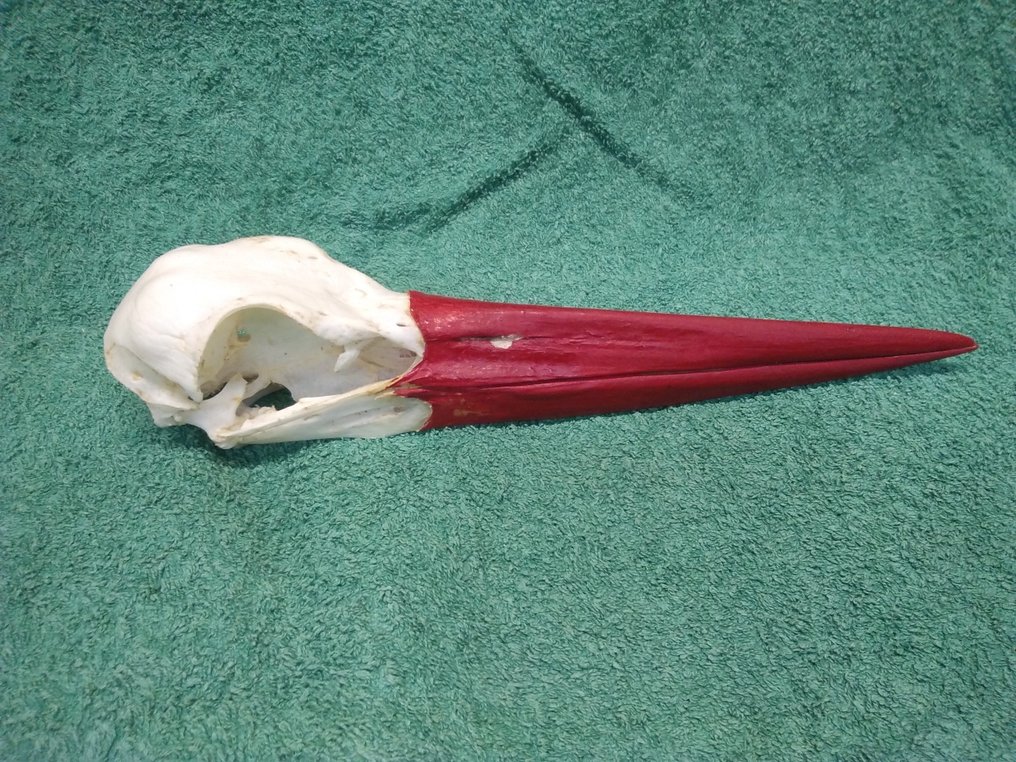 白鹳 頭骨 - Ciconia ciconia - 52 mm - 48 mm - 228 mm- 非《瀕臨絕種野生動植物國際貿易公約》物種 -  (1) #4.3