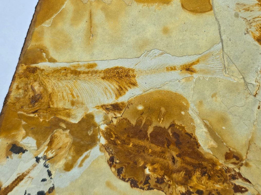 Fish - Fossile dyr - Lycopteria - 21 cm - 12.5 cm (Ingen reservasjonspris) #2.1