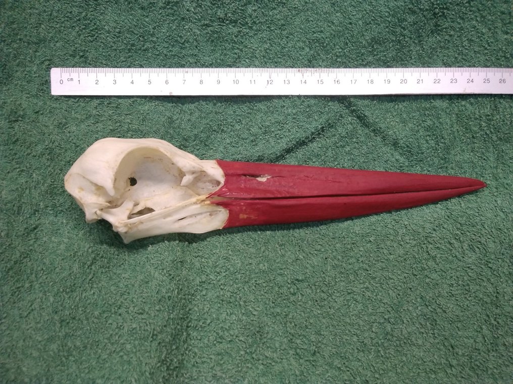 白鹳 頭骨 - Ciconia ciconia - 52 mm - 48 mm - 228 mm- 非《瀕臨絕種野生動植物國際貿易公約》物種 -  (1) #1.0