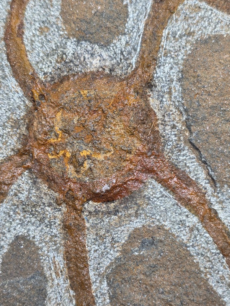 Crinoid - Fossilised animal - 15.5 cm (No reserve price) #2.1