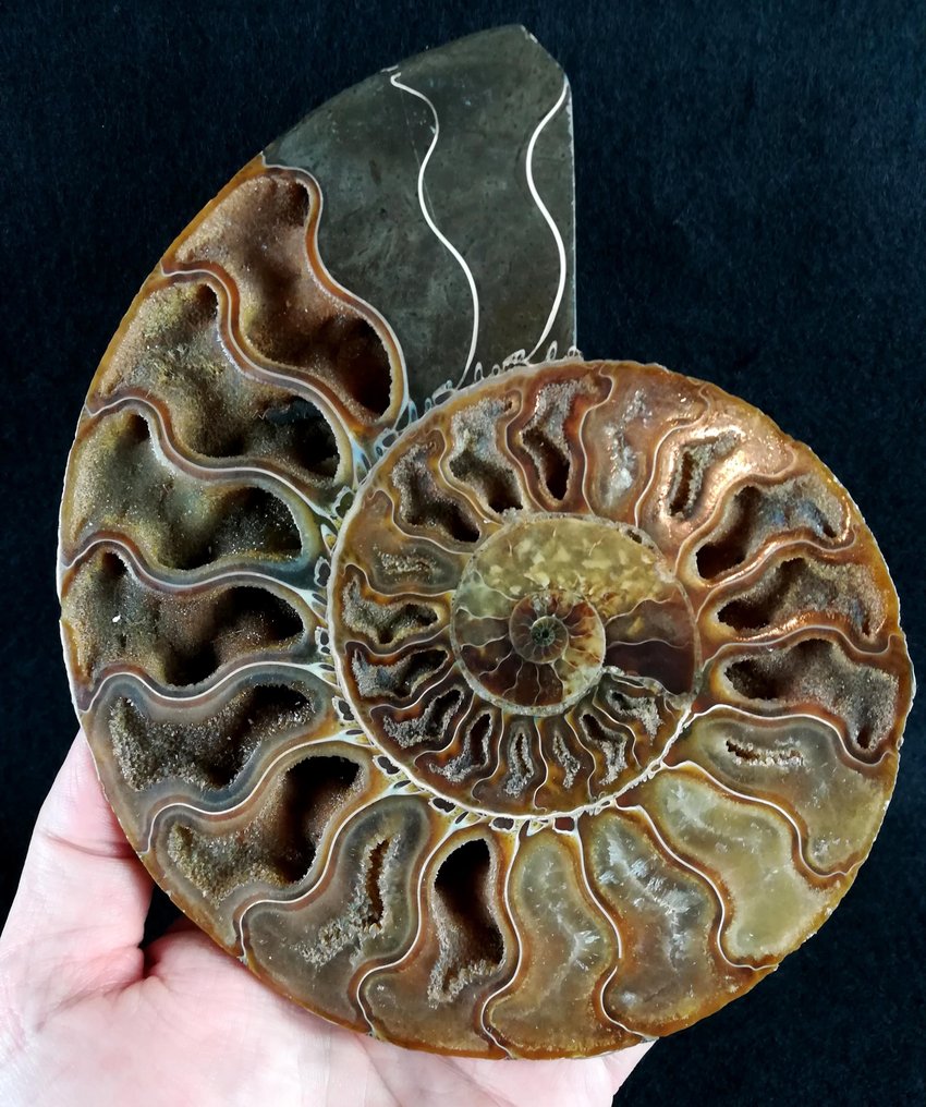 Ammonoid - Fossiliserat djur - Aioloceras (Cleoniceras) besairiei (Collignon 1949) - 17 cm - 14.5 cm #1.0