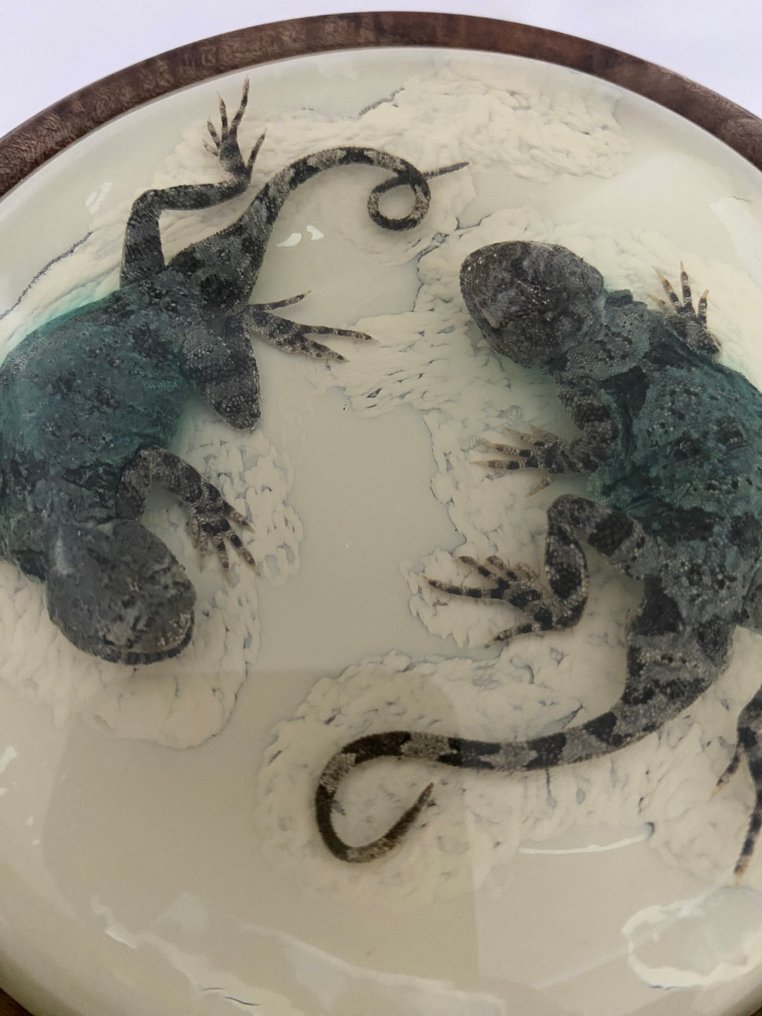 双弯趾壁虎,保存并封装在玻璃中,底座为橡木。 动物标本剥制全身支架 - Tenuidactylus Caspius - 16 cm - 16 cm - 5 cm - 1 #4.3