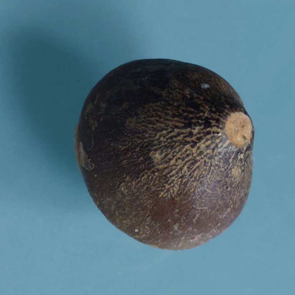 Two teeth from Mosasaurus, the mosasaur. - Fossil tooth - 48 mm - 25 mm (No reserve price) #2.1