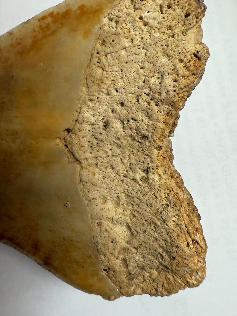 Fossil tand - 10 cm - 8 cm #3.2