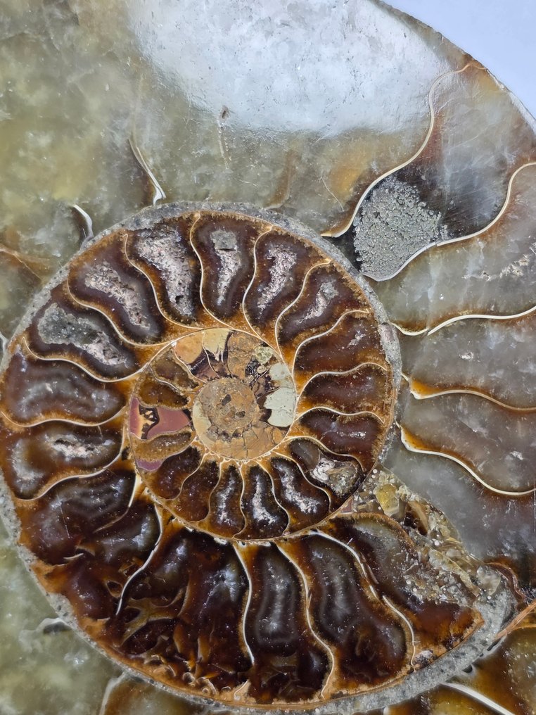 Amonite - Concha fossilizada - Aioloceras (Cleoniceras) sp. - 15.5 cm  (Sem preço de reserva) #2.1