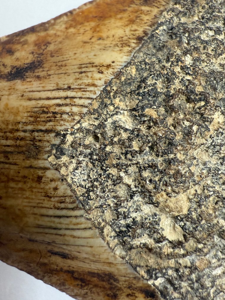 Fossil tand - 10 cm - 8 cm #2.1