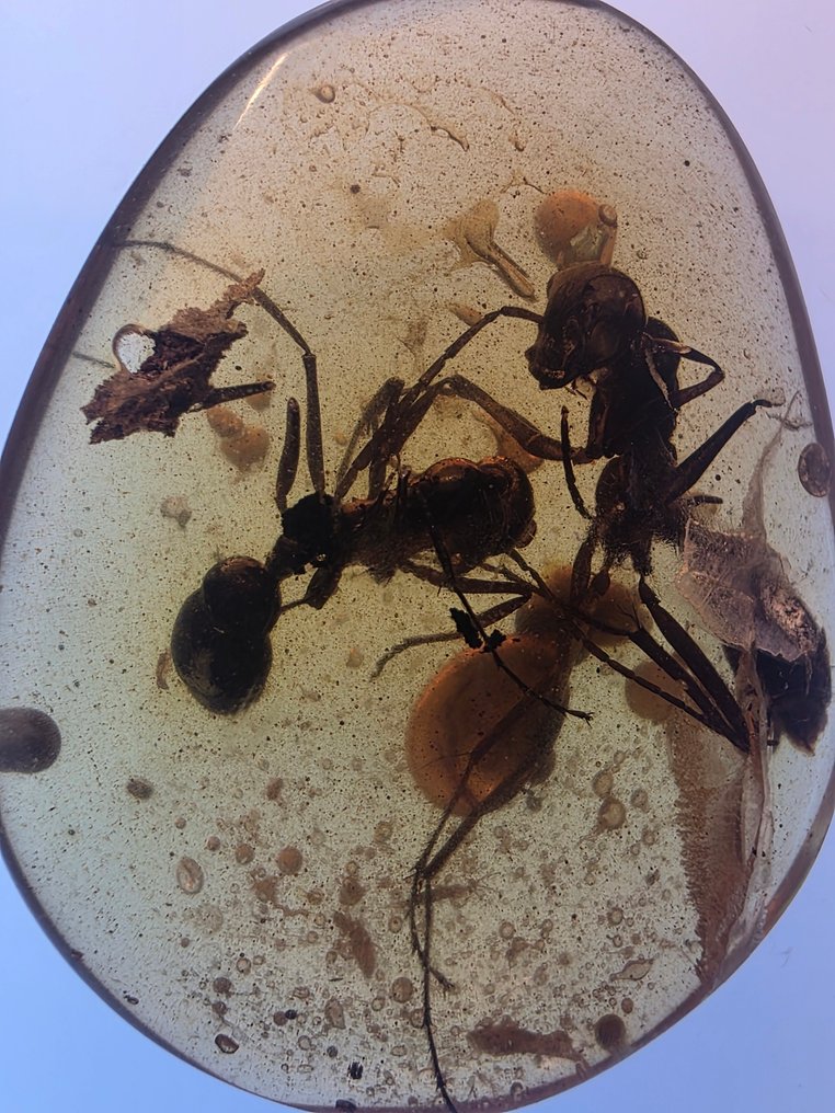 Burmese amber - Amber #1.0