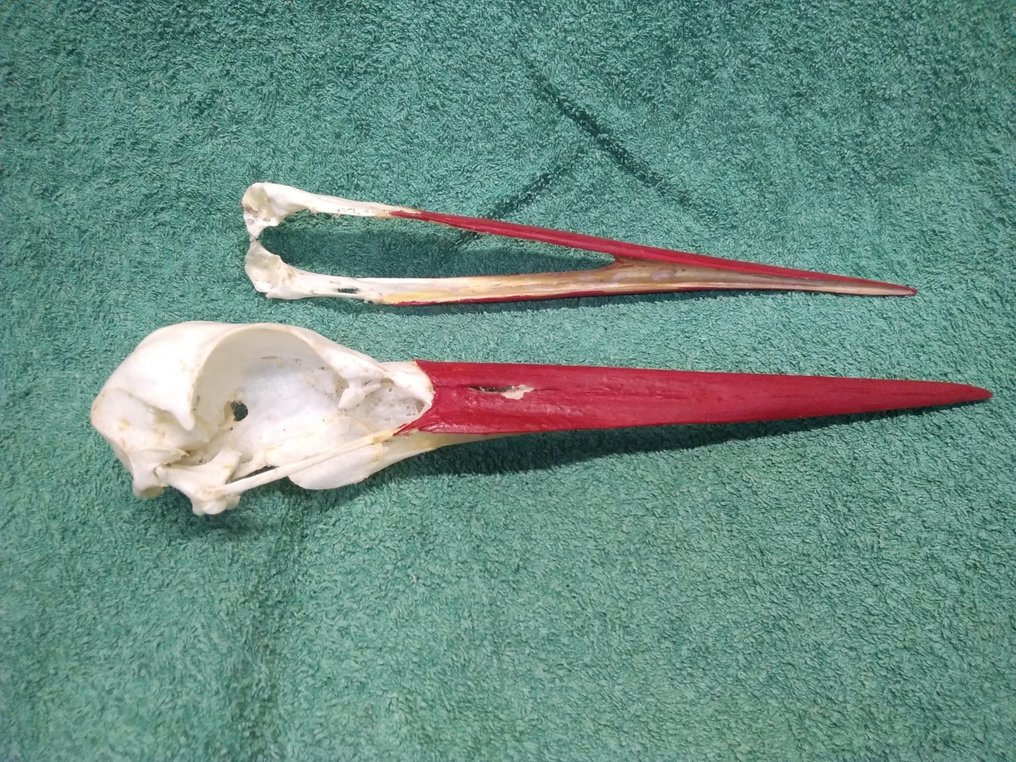 白鹳 頭骨 - Ciconia ciconia - 52 mm - 48 mm - 228 mm- 非《瀕臨絕種野生動植物國際貿易公約》物種 -  (1) #2.1